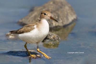 Actitis-macularia;Sandpiper;Spotted-Sandpiper,-Actitis-macularia;One;Sandpiper;S